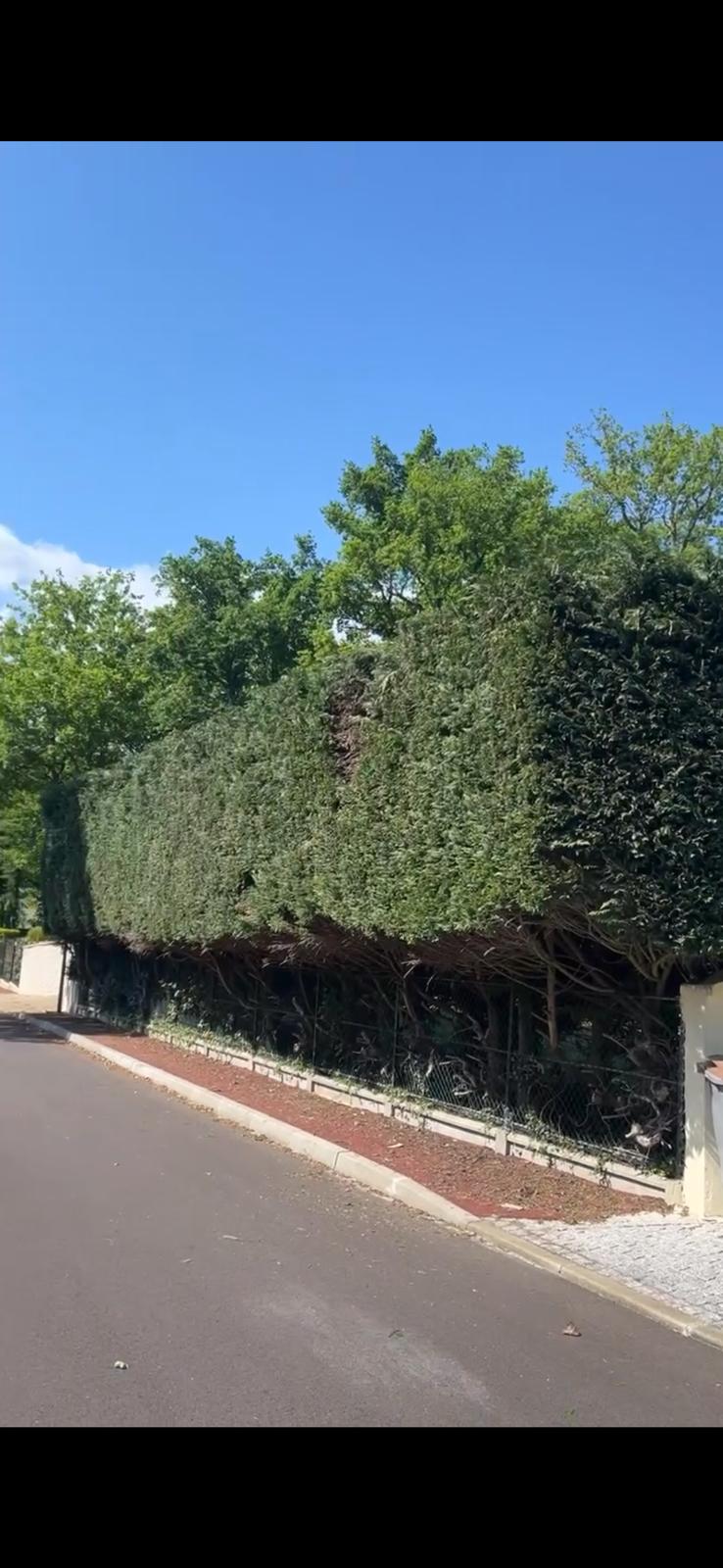 Taille d'une haie en hauteur en bordure de rue